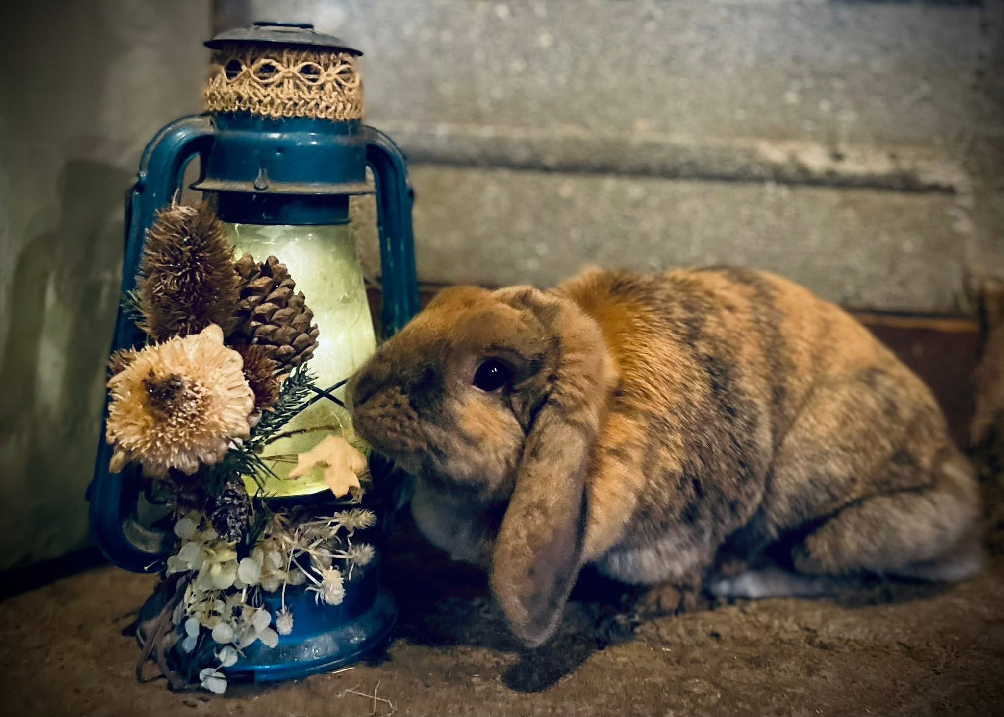 Farm friends (placeholder image).