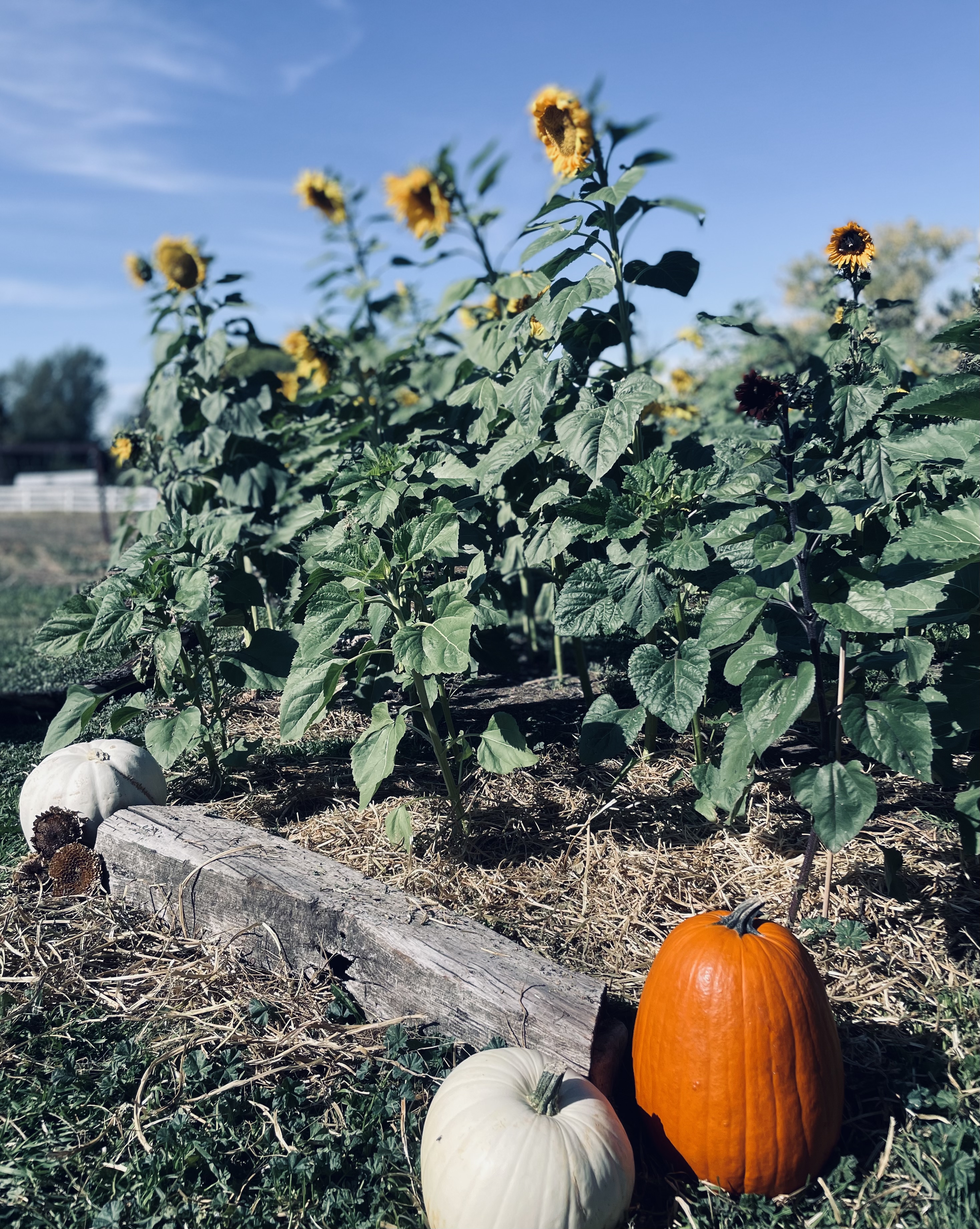 Gardens on the farm (placeholder image).