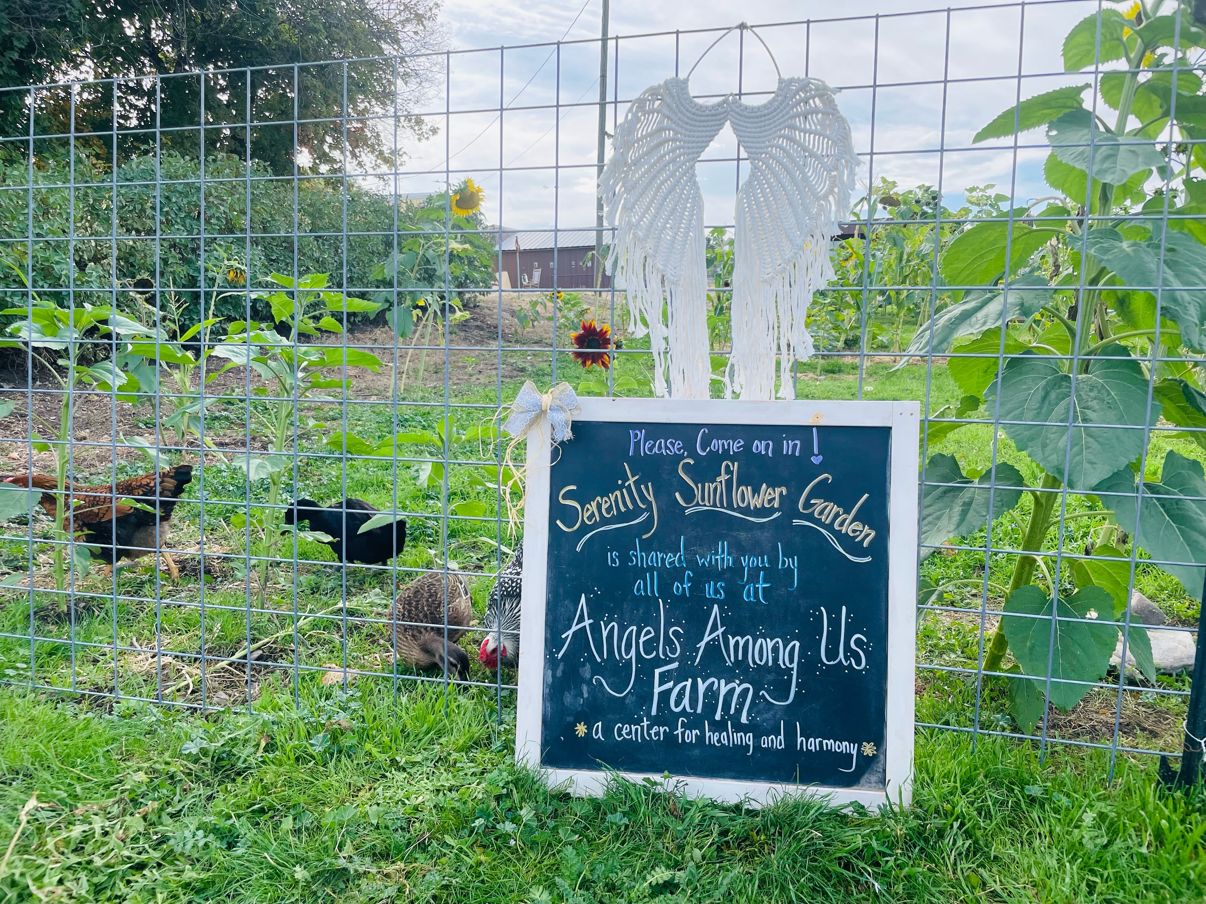 A welcoming view of the farm (placeholder image).