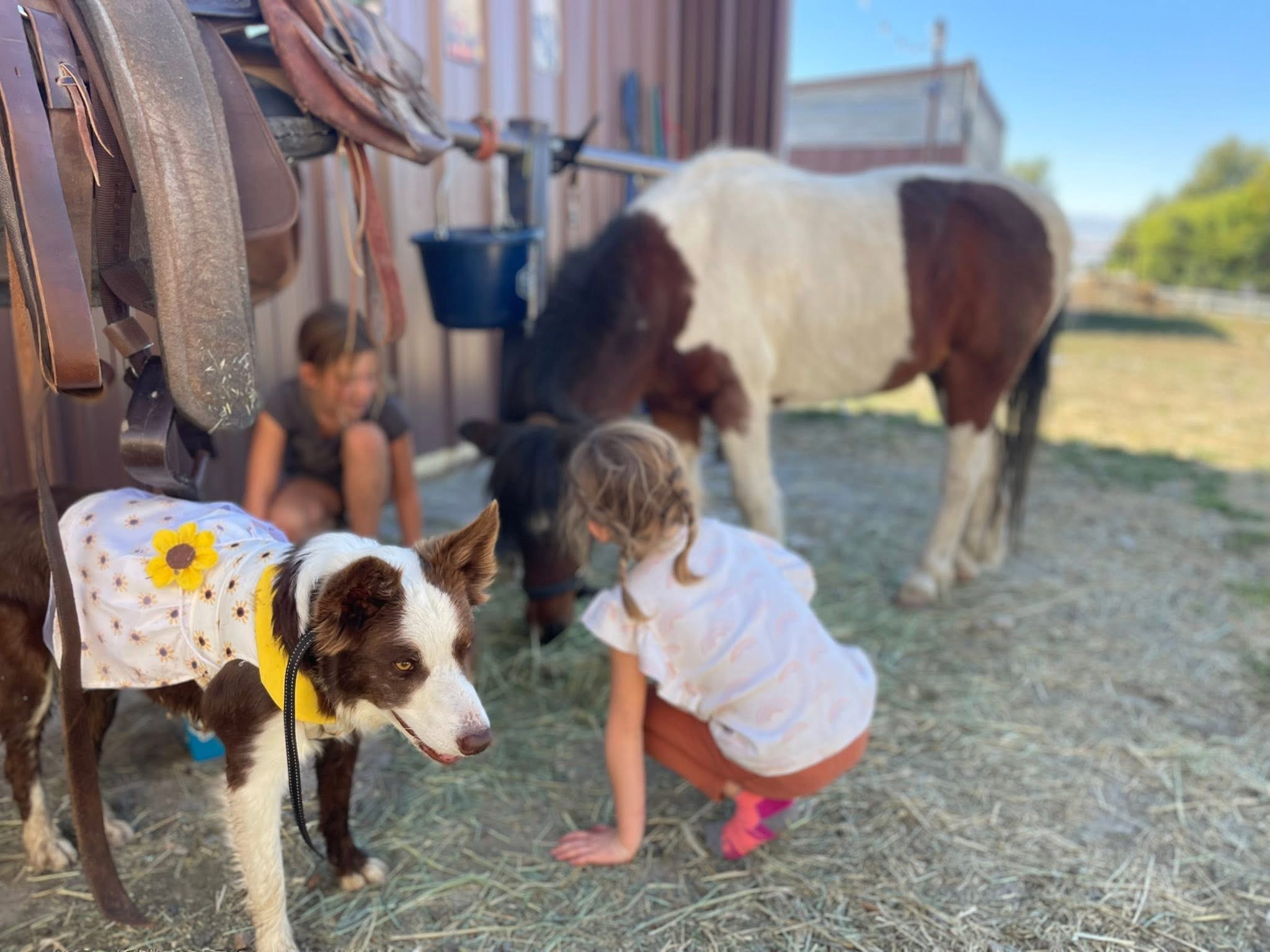 Open Farm Days (placeholder image).
