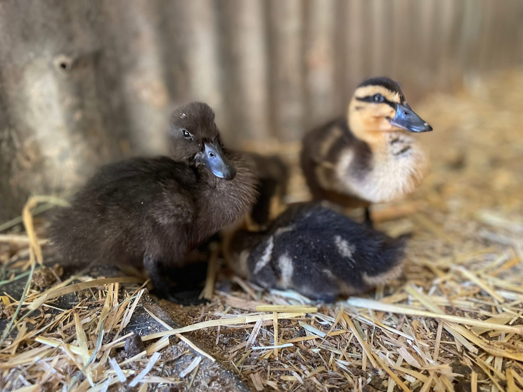 Toddler Time (placeholder image).