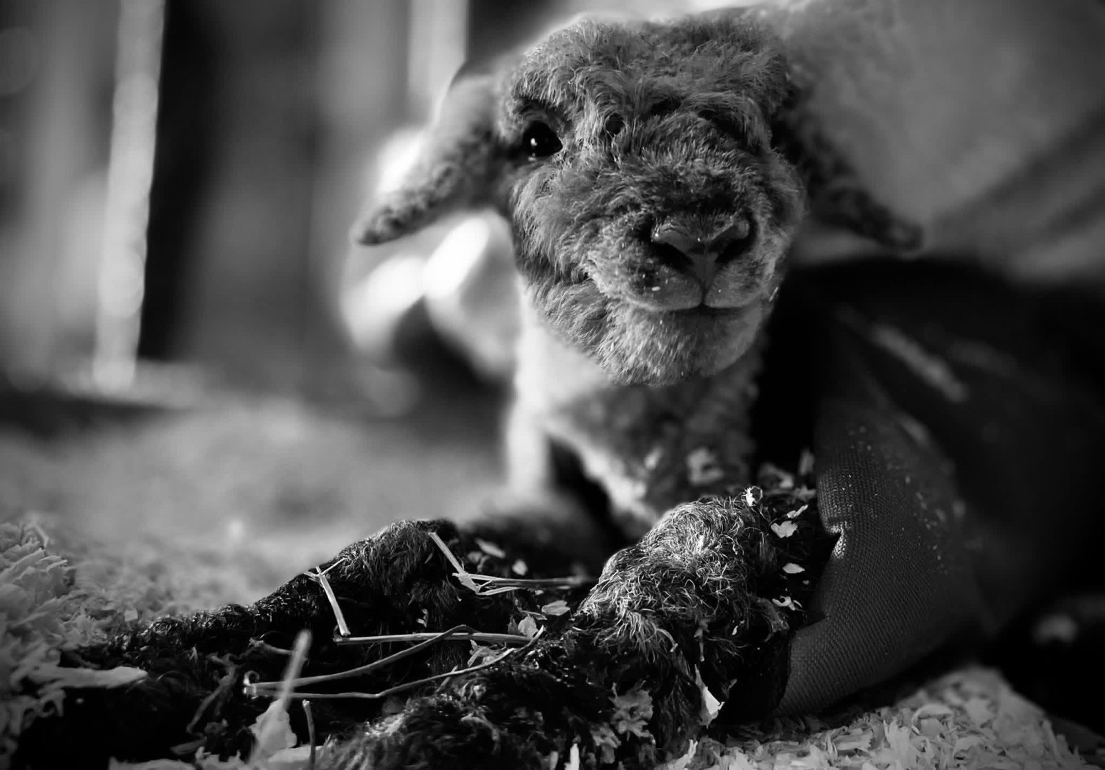 A girl-lamb AND boy-lamb baby! What should their names be?!?!