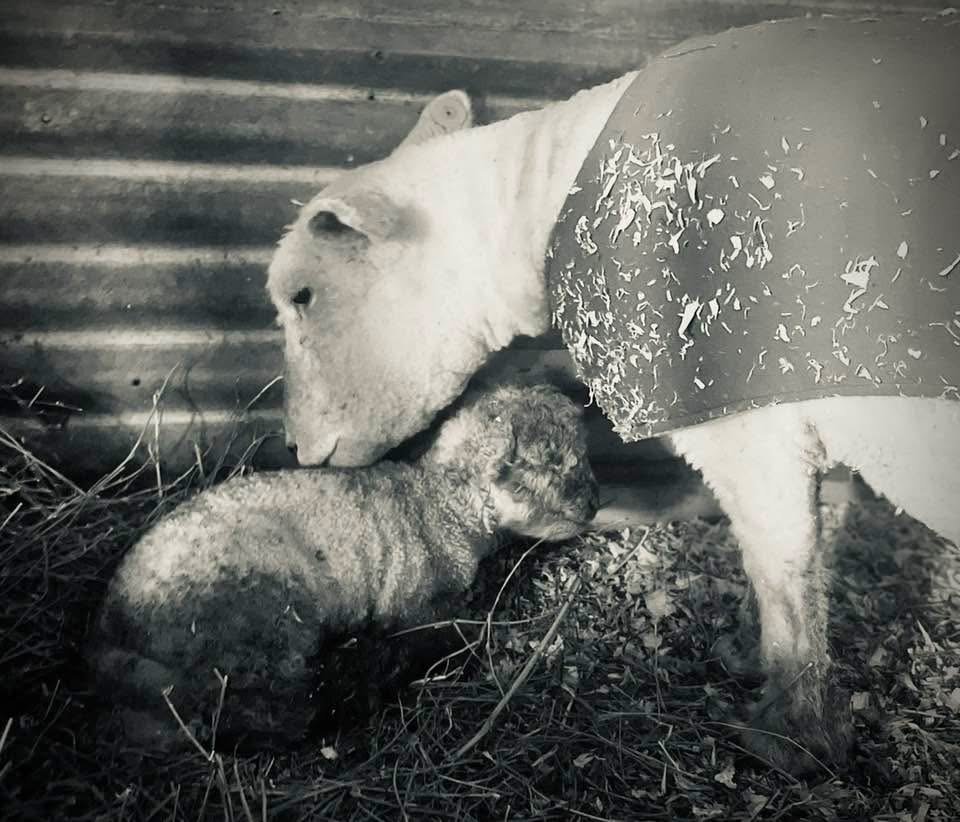 A girl-lamb AND boy-lamb baby! What should their names be?!?!