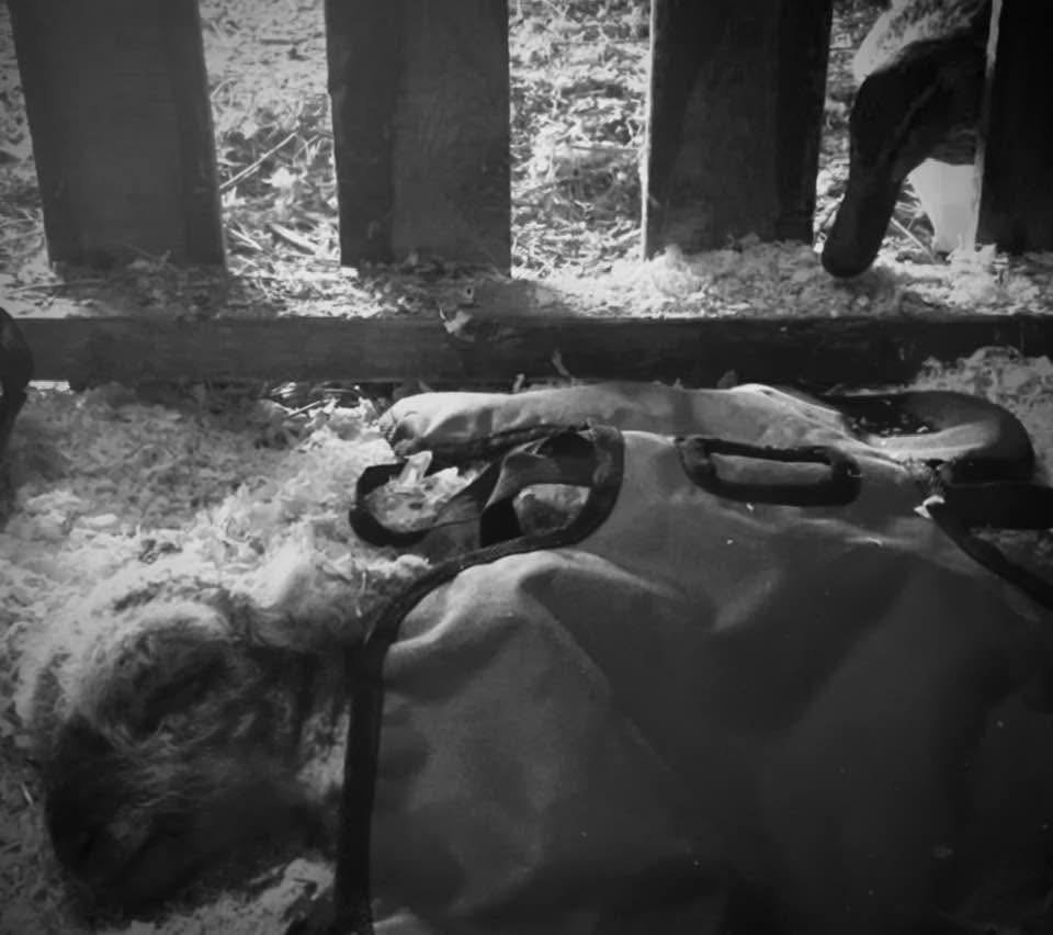 A girl-lamb AND boy-lamb baby! What should their names be?!?!