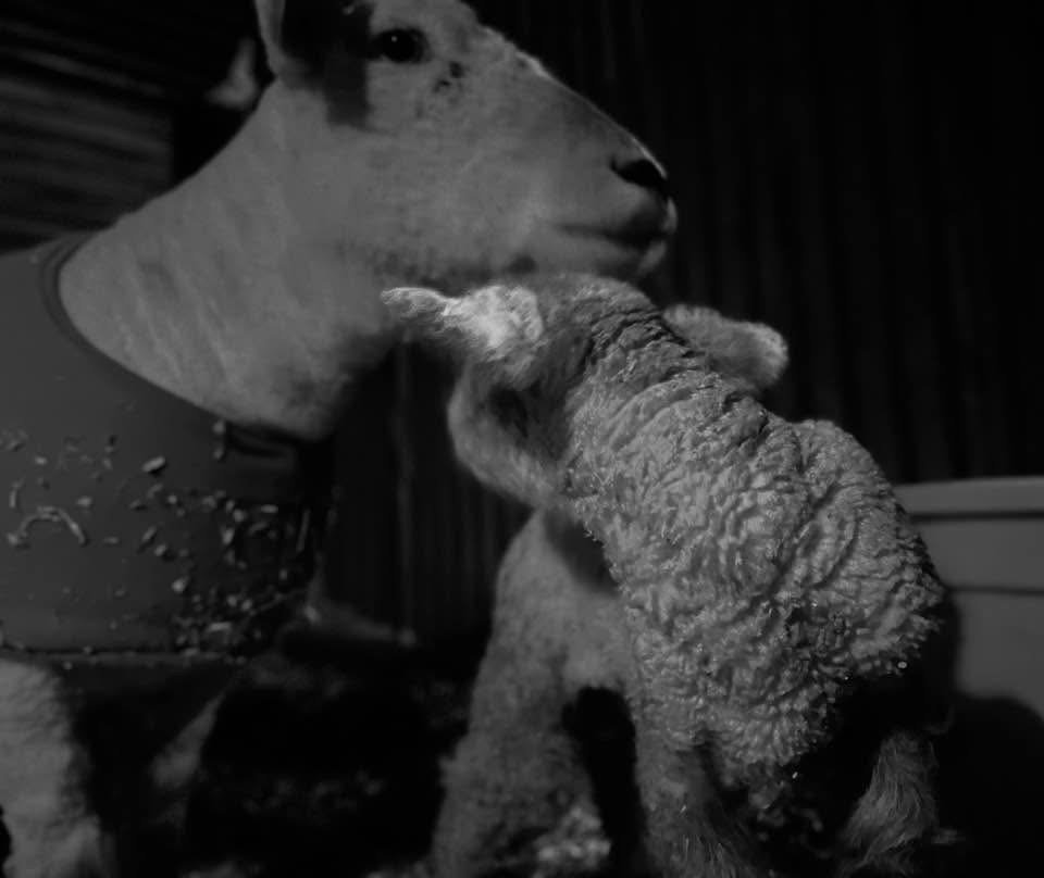 A girl-lamb AND boy-lamb baby! What should their names be?!?!