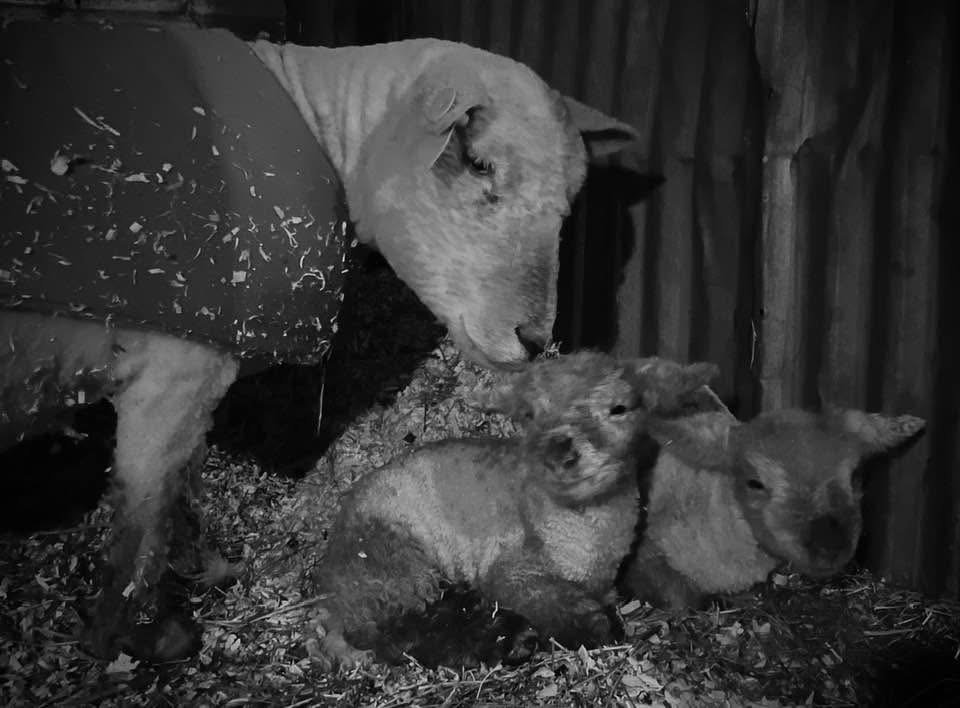 A girl-lamb AND boy-lamb baby! What should their names be?!?!