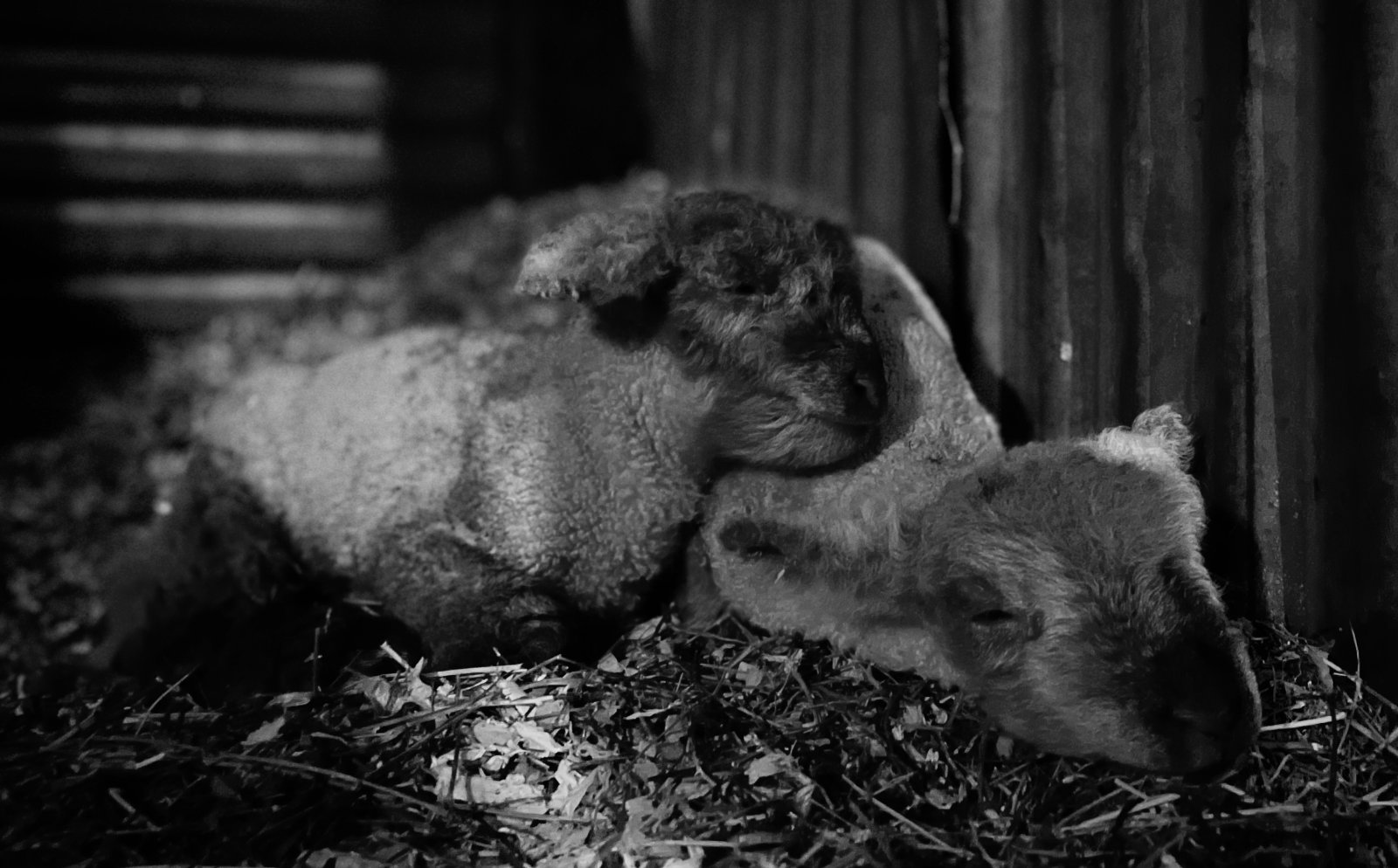 A girl-lamb AND boy-lamb baby! What should their names be?!?!