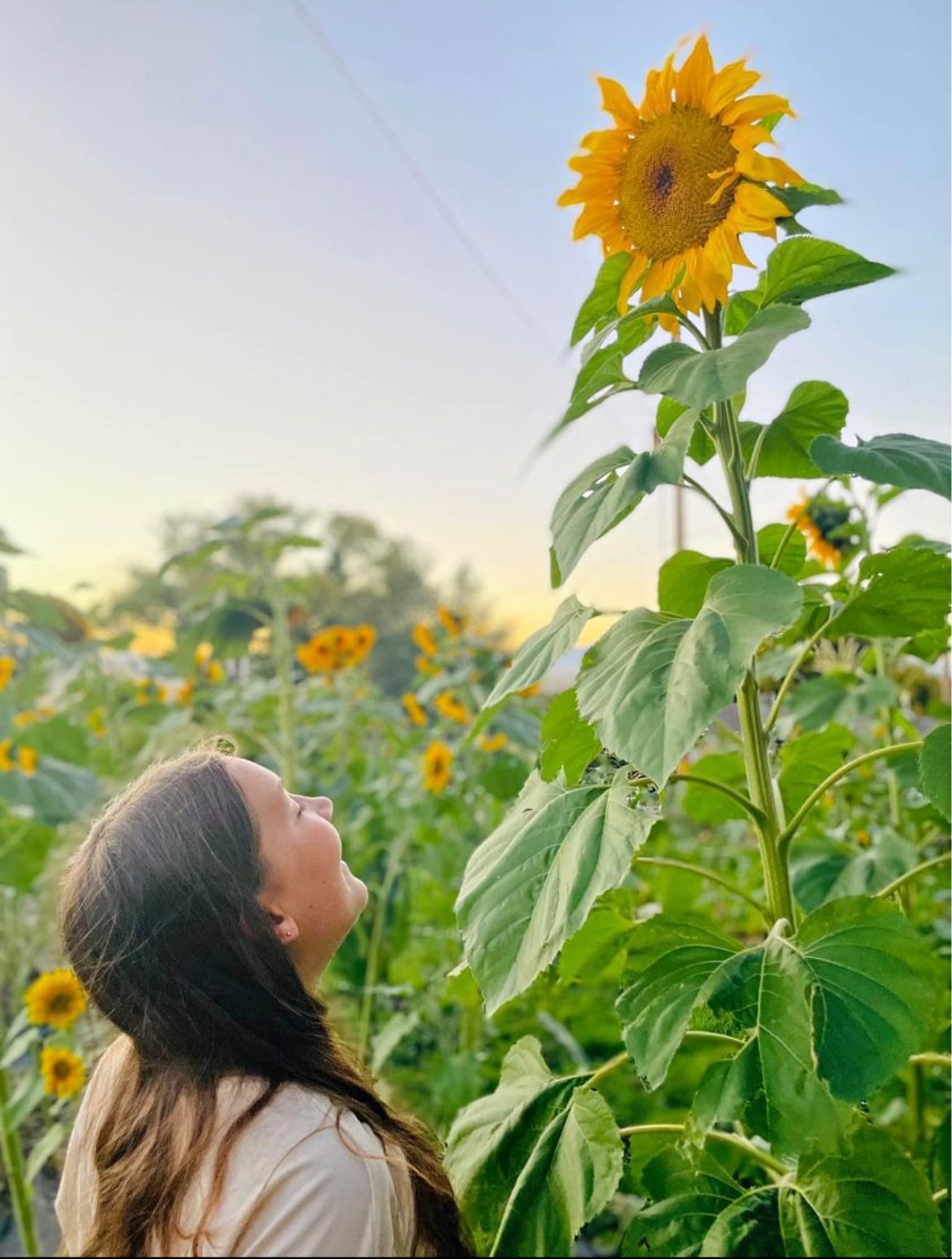 Lilli and the Sunflower